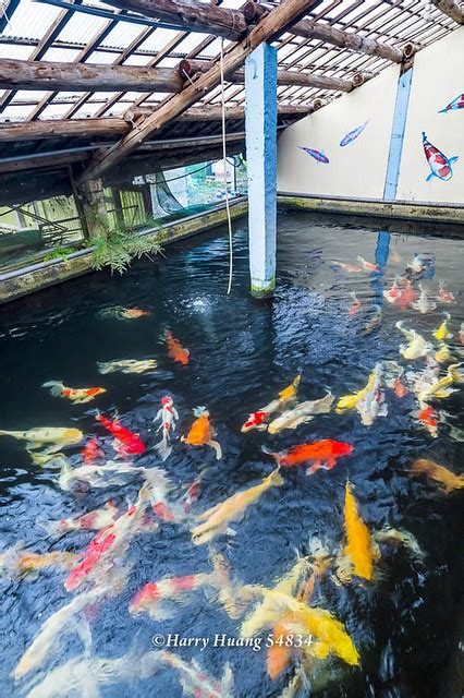 佳河錦鯉園|佳河錦鯉園 